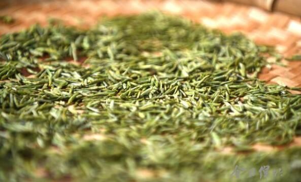 关于绵竹天气回暖,春茶采摘正当时的相关信息(4)