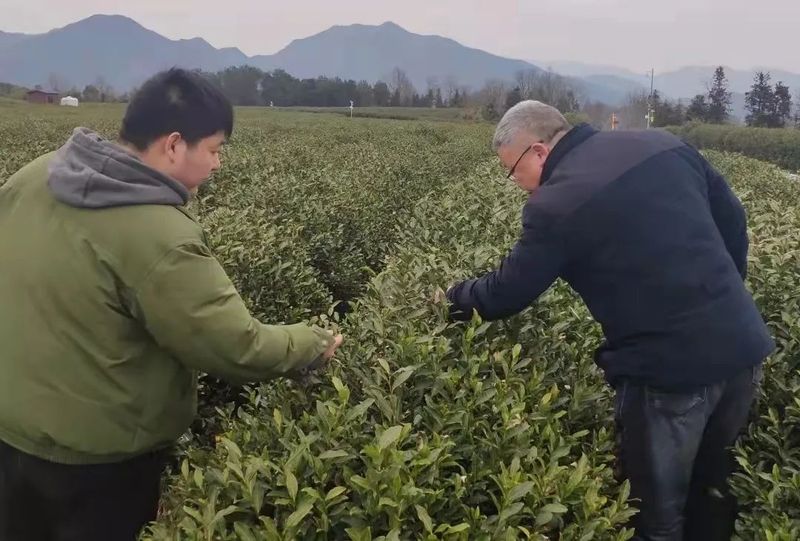 有关于大佛龙井新茶在3月6日左右上市的消息