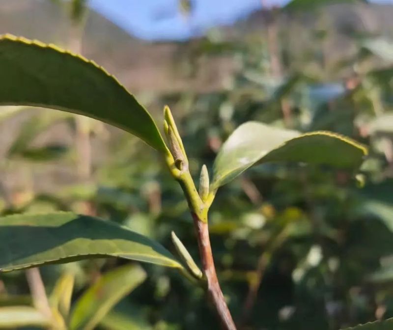 有关于大佛龙井新茶在3月6日左右上市的消息(2)