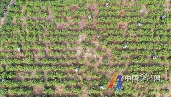有关于宁波春茶头采 抢鲜上市的新闻(4)