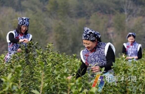 有关于宁波春茶头采 抢鲜上市的新闻(1)