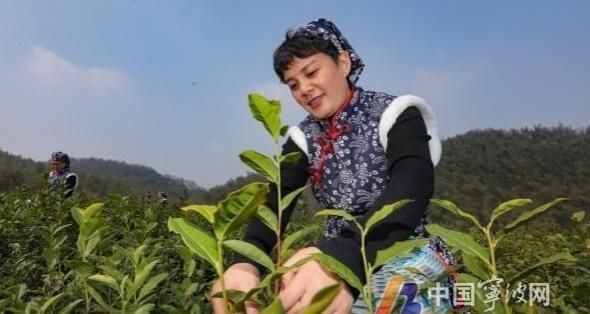 有关于宁波春茶头采 抢鲜上市的新闻(3)