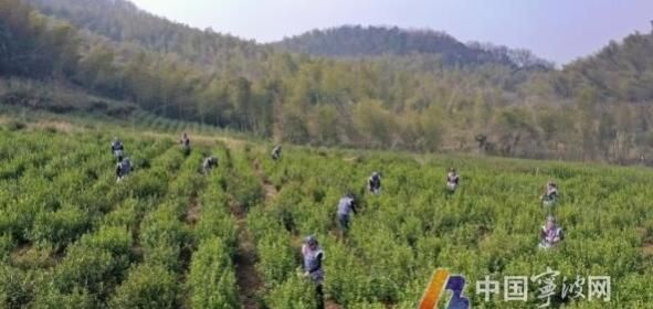 有关于宁波春茶头采 抢鲜上市的新闻