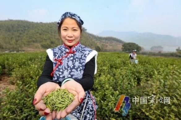 有关于宁波春茶头采 抢鲜上市的新闻(2)