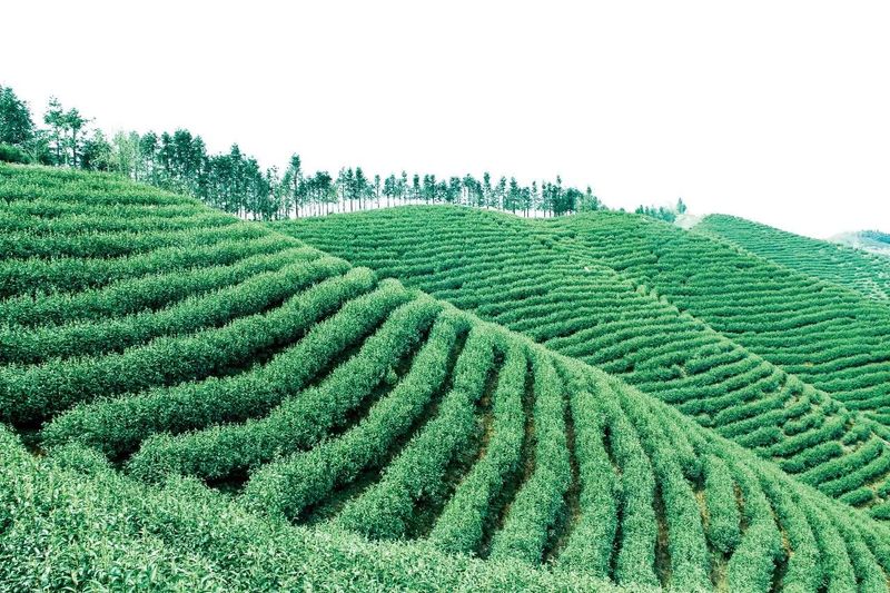 有关于茶文化促进乡村经济发展策略的信息(4)