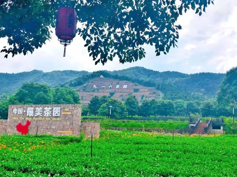 有关于茶文化促进乡村经济发展策略的信息