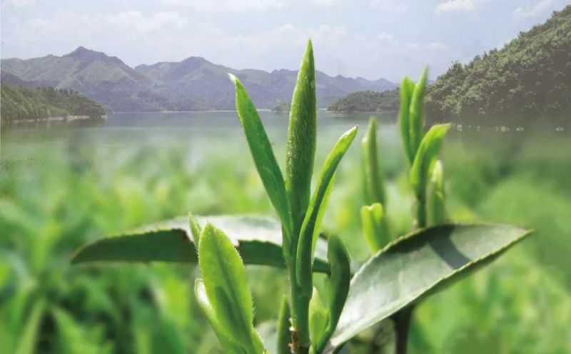 有关于茶文化促进乡村经济发展策略的信息(3)