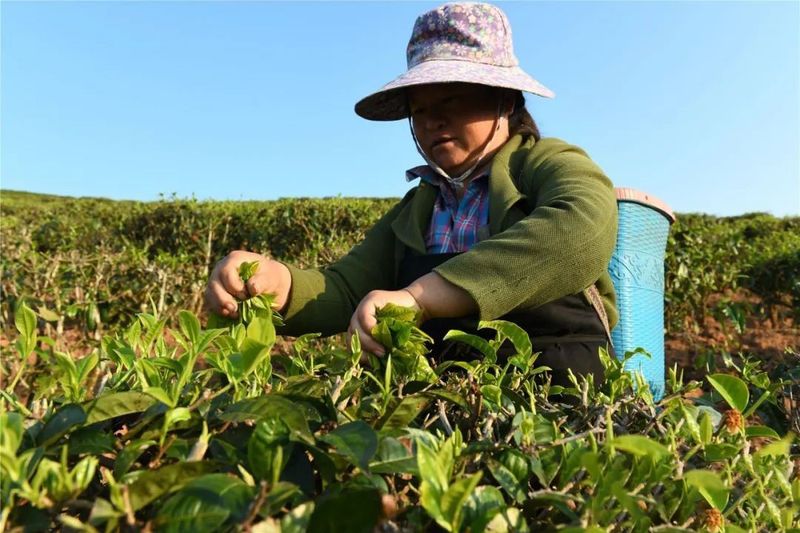 关于景洪大渡岗 春意盎然 茶意飘香的最新消息(4)