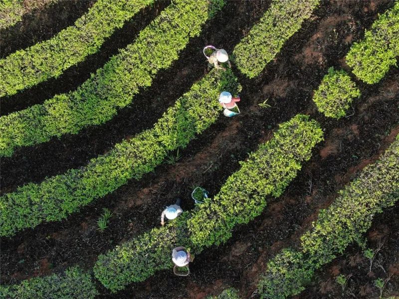 关于景洪大渡岗 春意盎然 茶意飘香的最新消息(2)