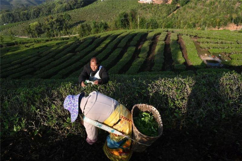 关于景洪大渡岗 春意盎然 茶意飘香的最新消息