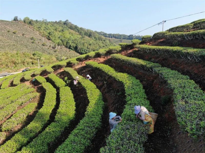 关于景洪大渡岗 春意盎然 茶意飘香的最新消息(5)