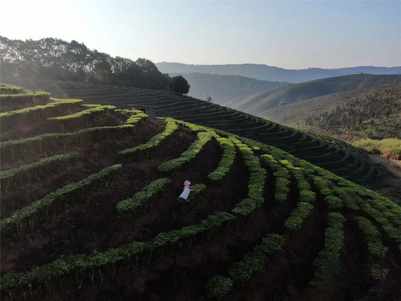 关于景洪大渡岗 春意盎然 茶意飘香的最新消息(7)