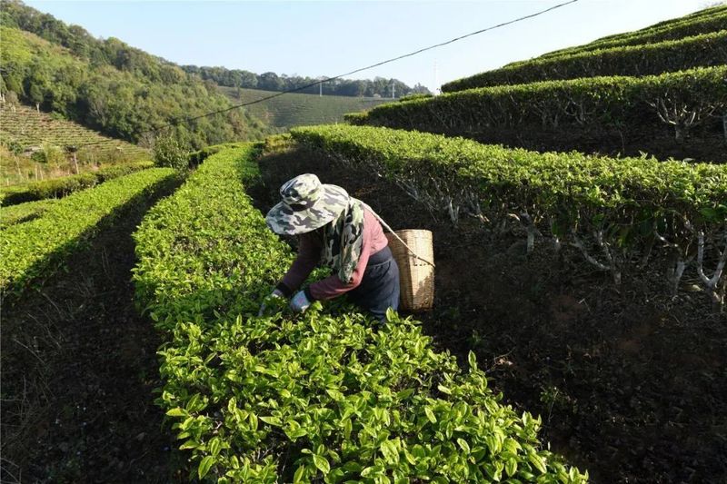 关于景洪大渡岗 春意盎然 茶意飘香的最新消息(1)