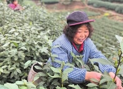 关于乐山市中区平兴春意浓 春茶采摘忙的新闻