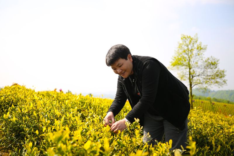 关于黄红缨：以贵州之名 让茶入人心的资讯(3)