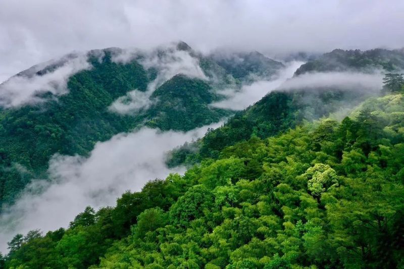 关于科特派赋能 生态茶园成了“网红打卡地”的资讯