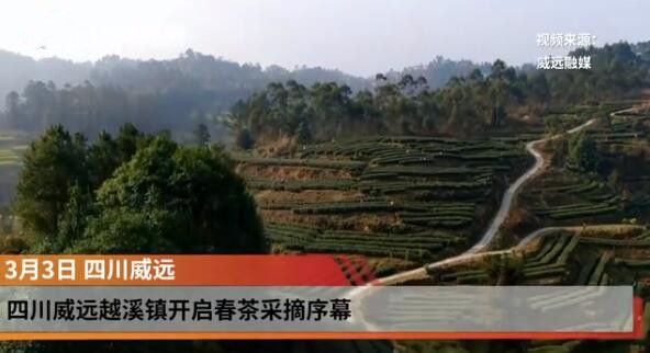 有关于四川省威远县:第一批春茶采摘的新闻