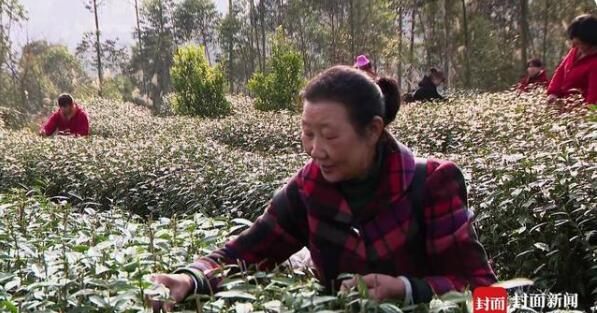 有关于四川省威远县:第一批春茶采摘的新闻(2)