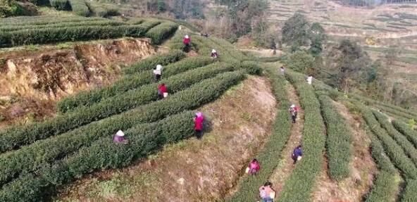 有关于四川省威远县:第一批春茶采摘的新闻(1)