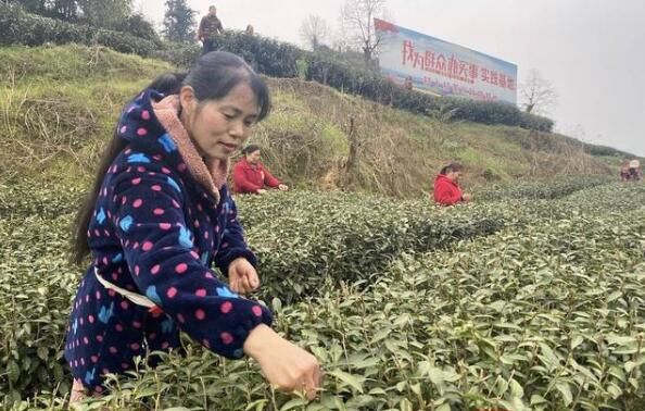 有关于四川省威远县:第一批春茶采摘的新闻(3)