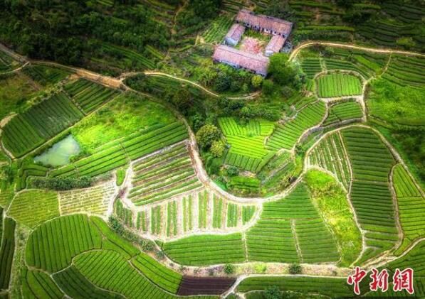 关于“共享茶厂”让600年老茶村焕发新魅力的相关内容