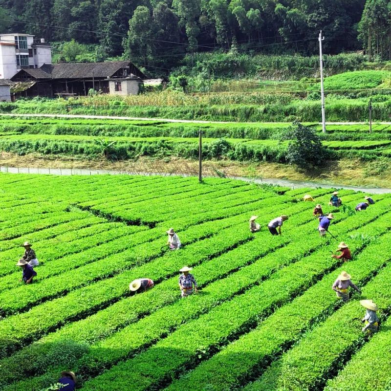 有关于在茶园中打造乡村振兴高地——理想华莱乡村振兴示范基地叶子茶园的消息(12)