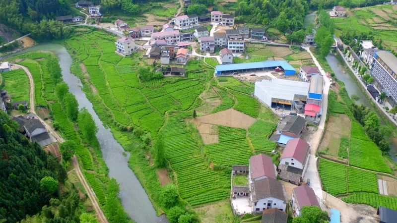 有关于在茶园中打造乡村振兴高地——理想华莱乡村振兴示范基地叶子茶园的消息(2)