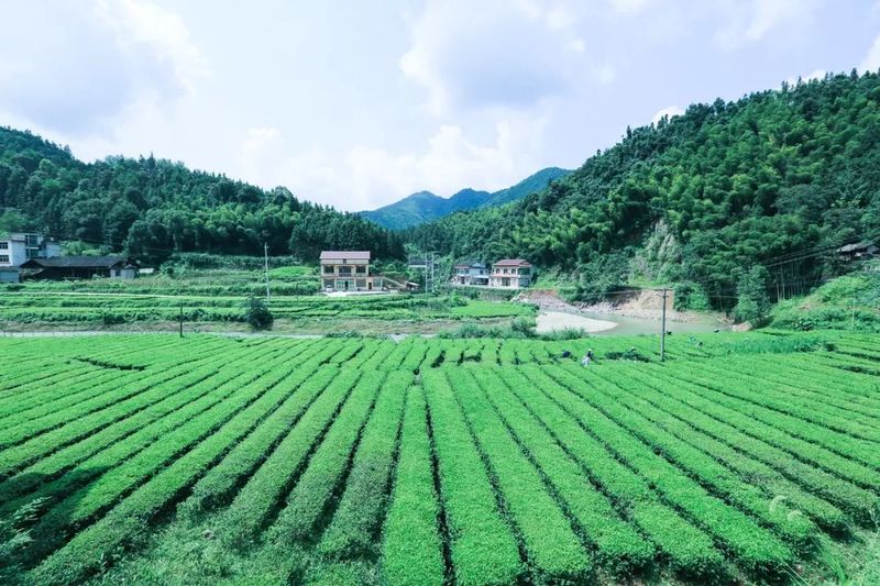 有关于在茶园中打造乡村振兴高地——理想华莱乡村振兴示范基地叶子茶园的消息(3)
