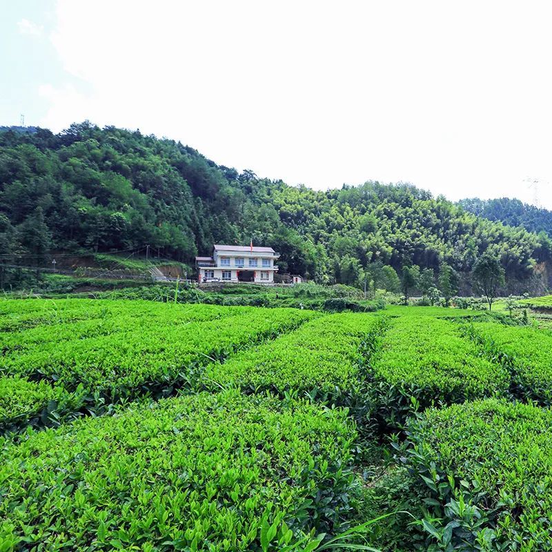 有关于在茶园中打造乡村振兴高地——理想华莱乡村振兴示范基地叶子茶园的消息(1)