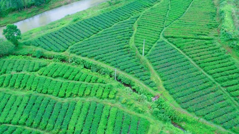有关于在茶园中打造乡村振兴高地——理想华莱乡村振兴示范基地叶子茶园的消息(8)
