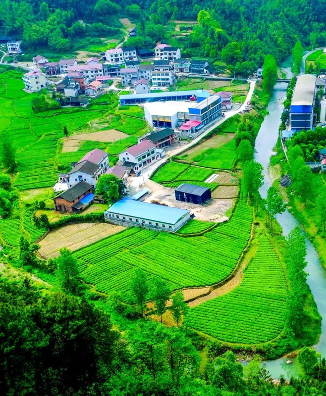 有关于在茶园中打造乡村振兴高地——理想华莱乡村振兴示范基地叶子茶园的消息(11)