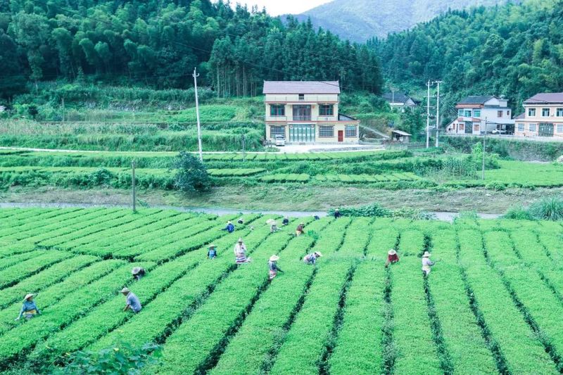 有关于在茶园中打造乡村振兴高地——理想华莱乡村振兴示范基地叶子茶园的消息(9)
