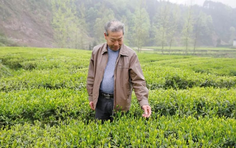 有关于在茶园中打造乡村振兴高地——理想华莱乡村振兴示范基地叶子茶园的消息(10)