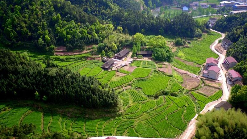 有关于在茶园中打造乡村振兴高地——理想华莱乡村振兴示范基地叶子茶园的消息(17)