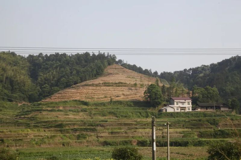 有关于在茶园中打造乡村振兴高地——理想华莱乡村振兴示范基地叶子茶园的消息(4)