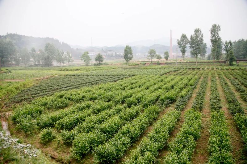 有关于在茶园中打造乡村振兴高地——理想华莱乡村振兴示范基地叶子茶园的消息(5)
