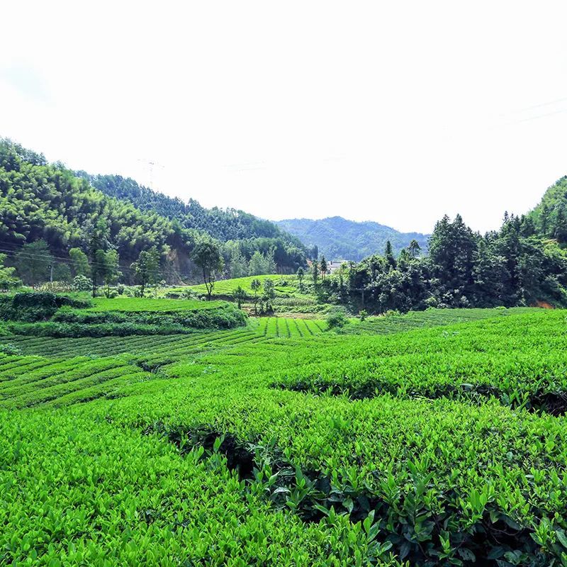 有关于在茶园中打造乡村振兴高地——理想华莱乡村振兴示范基地叶子茶园的消息