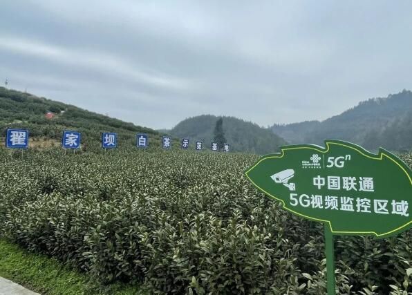 有关于思南：5G智慧茶园助力春茶管护的相关内容(4)