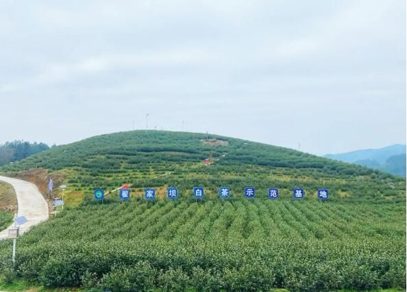 有关于思南：5G智慧茶园助力春茶管护的相关内容