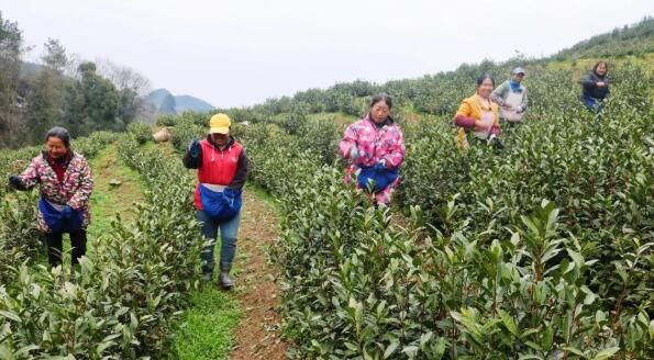 有关于思南：5G智慧茶园助力春茶管护的相关内容(3)