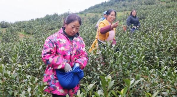 有关于思南：5G智慧茶园助力春茶管护的相关内容(5)
