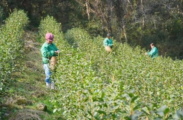 有关于象山春茶开采！今年品质如何的内容(1)