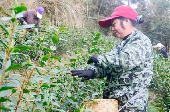 有关于象山春茶开采！今年品质如何的内容(2)