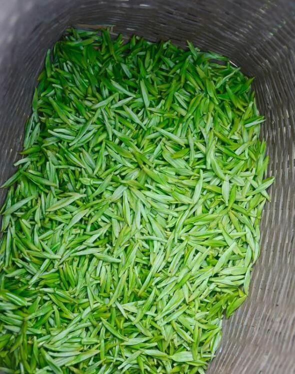 有关于象山春茶开采！今年品质如何的内容(3)