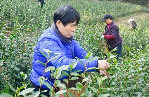 有关于象山春茶开采！今年品质如何的内容