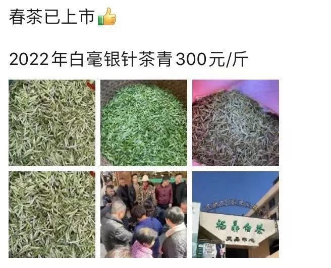 关于听说今年白毫银针的出厂价将上涨500以上？的消息