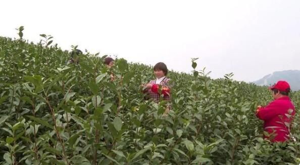有关于不负春光忙春耕！莲都这片千亩茶园开种啦的内容(4)