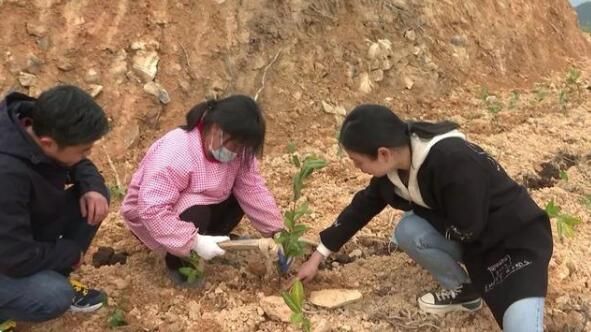 有关于不负春光忙春耕！莲都这片千亩茶园开种啦的内容