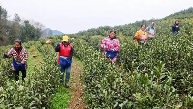 关于思南县召开2022年春茶采摘及产销对接会的相关信息(5)