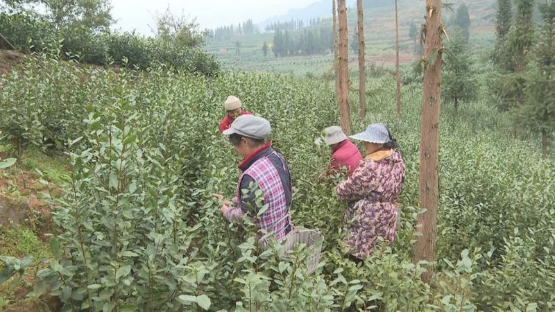 有关于屏山2022年春茶进入丰收季的相关内容